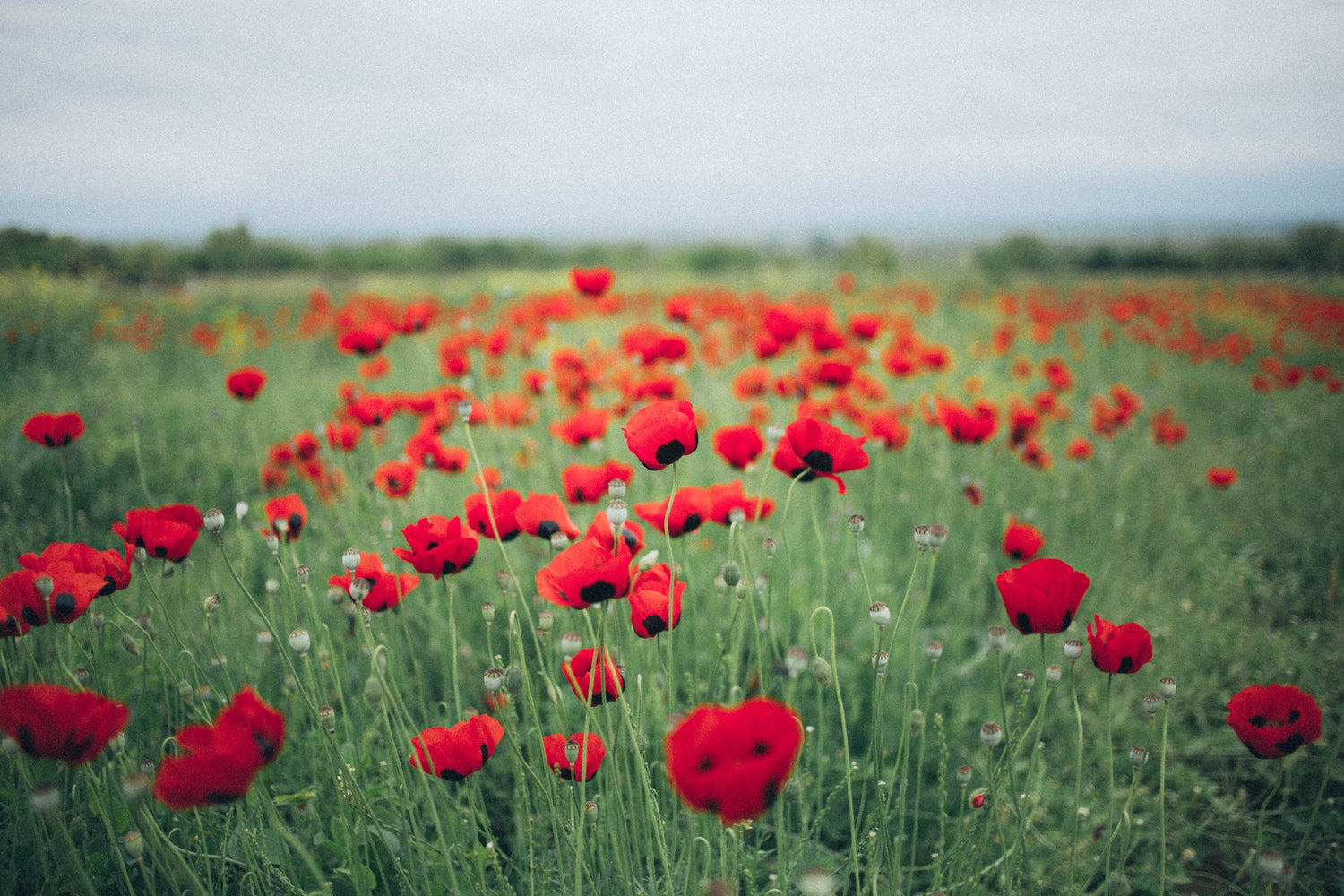 Remembrance Day
