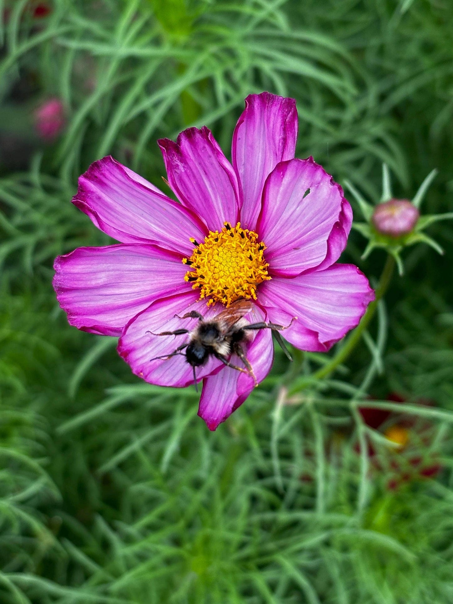 Fuschia Designs Shop - Cut Flower Garden Kit w/ Zinnia, Cosmo, and Sunflower seeds