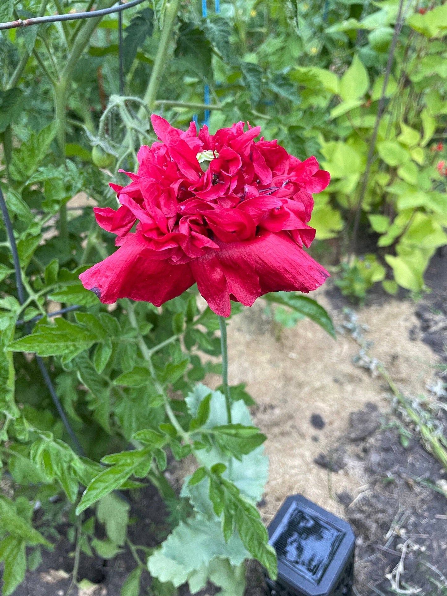 Mother’s Day seed package with poppies