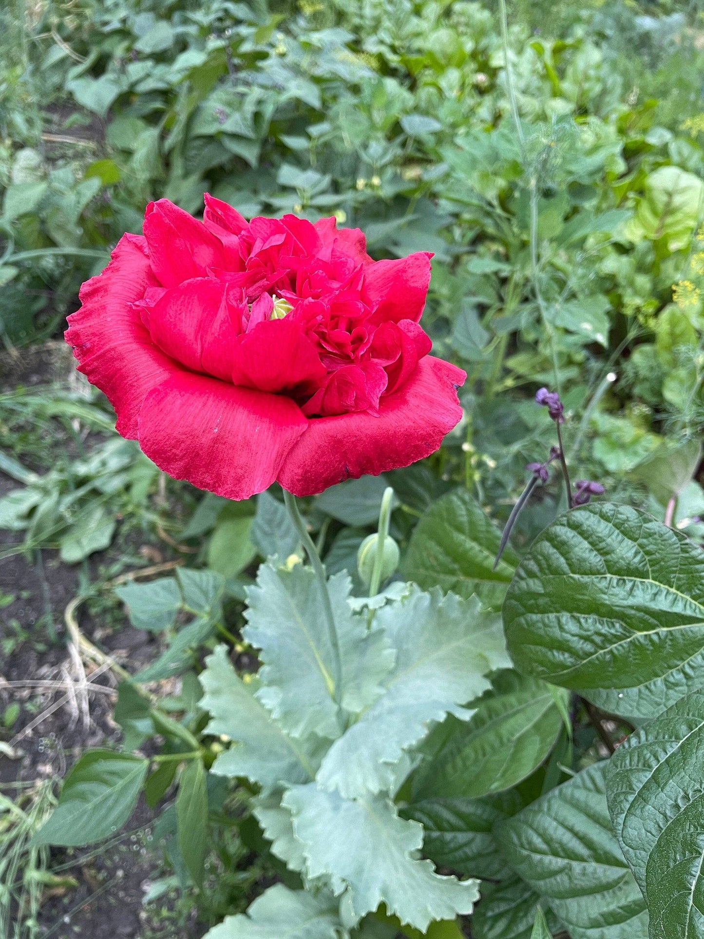 Mother’s Day seed package with poppies