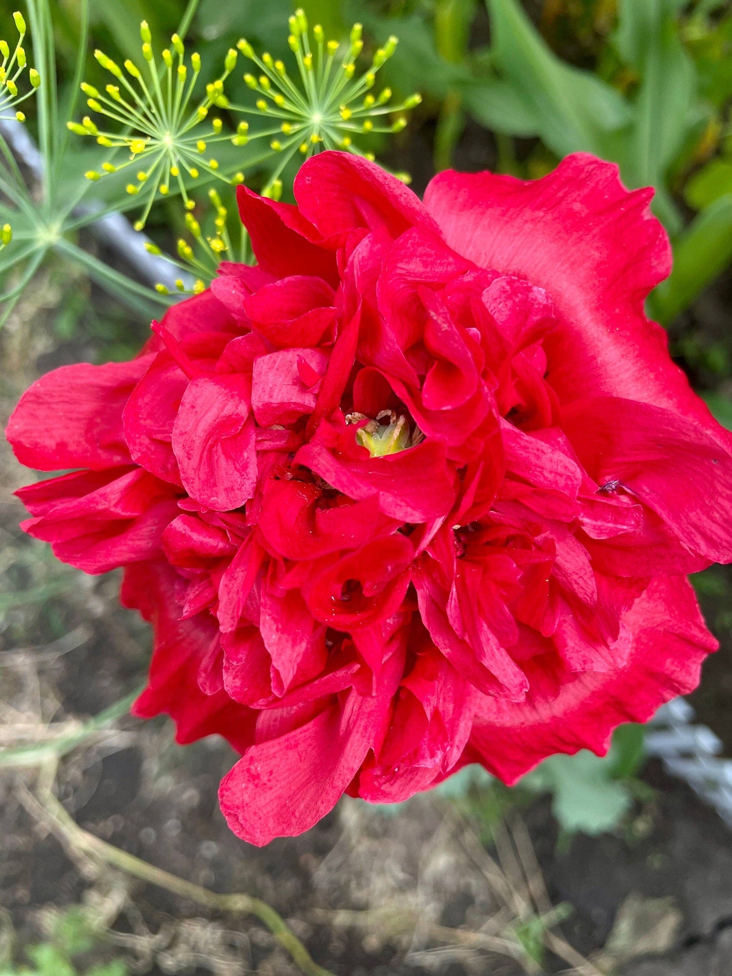 Mother’s Day seed package with poppies