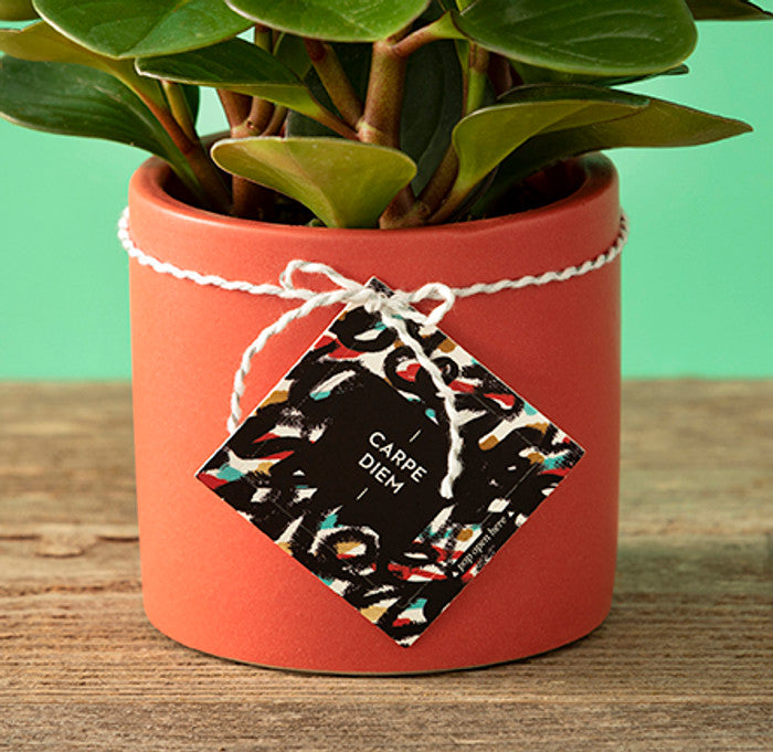 Carpe Diem ThoughtFulls, Pop-Open Cards by Compendium