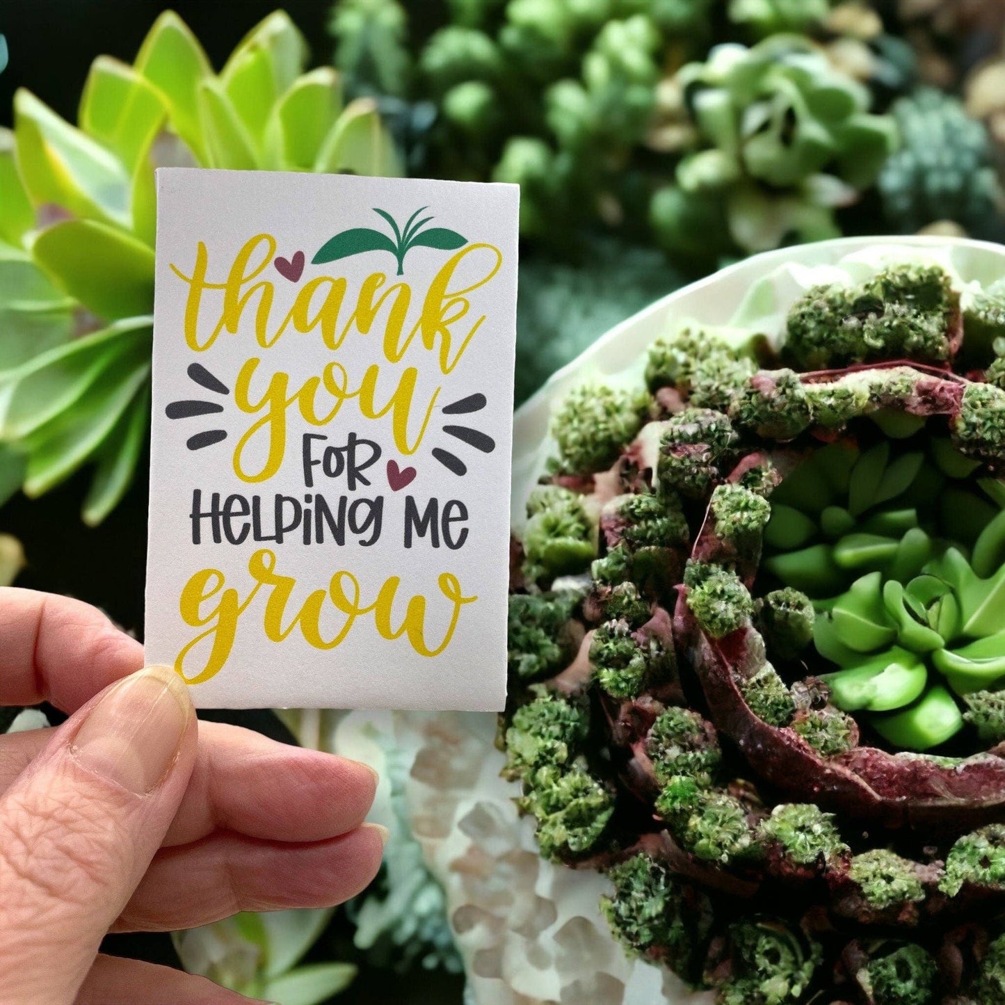 Teacher Gift seed package with Wildflowers