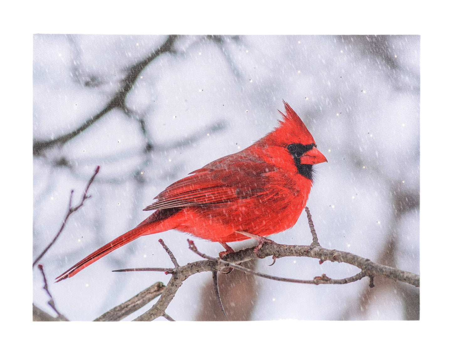 16x12" Canvas with Cardinal On Branch & LED Lights