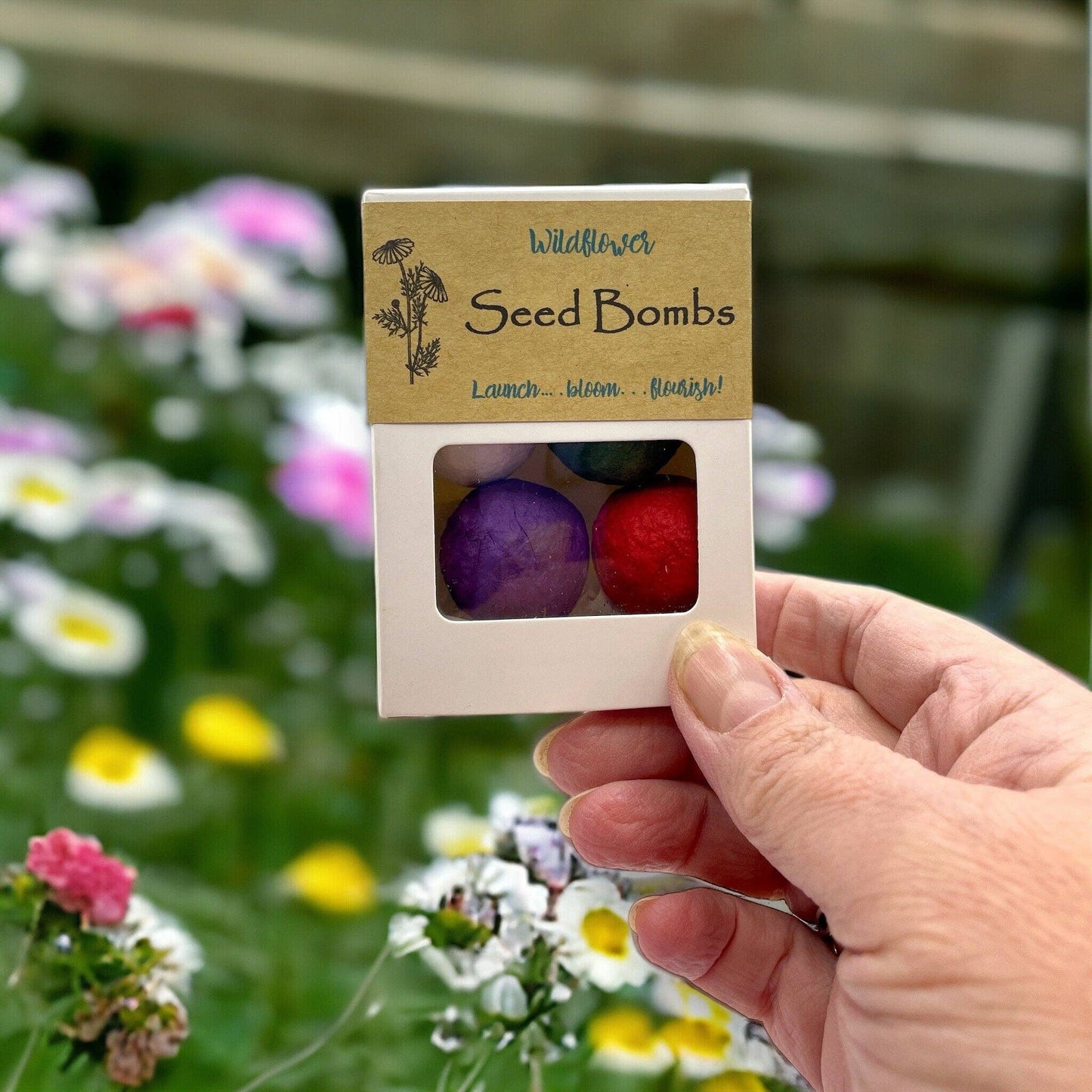 Seed Bombs - 6 Pack - Canadian Wildflower Fuschia Designs Shop