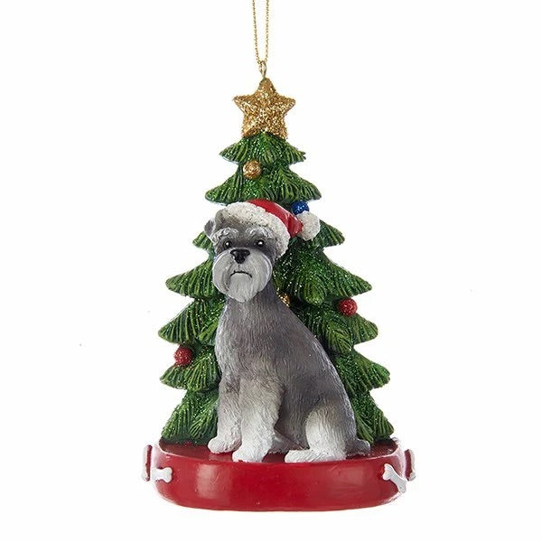 Schnauzer with Christmas Tree Ornament- KAC7954